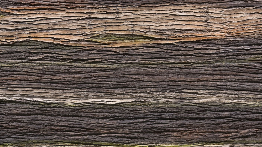 Amazon Natura - Artstone Wandpaneel